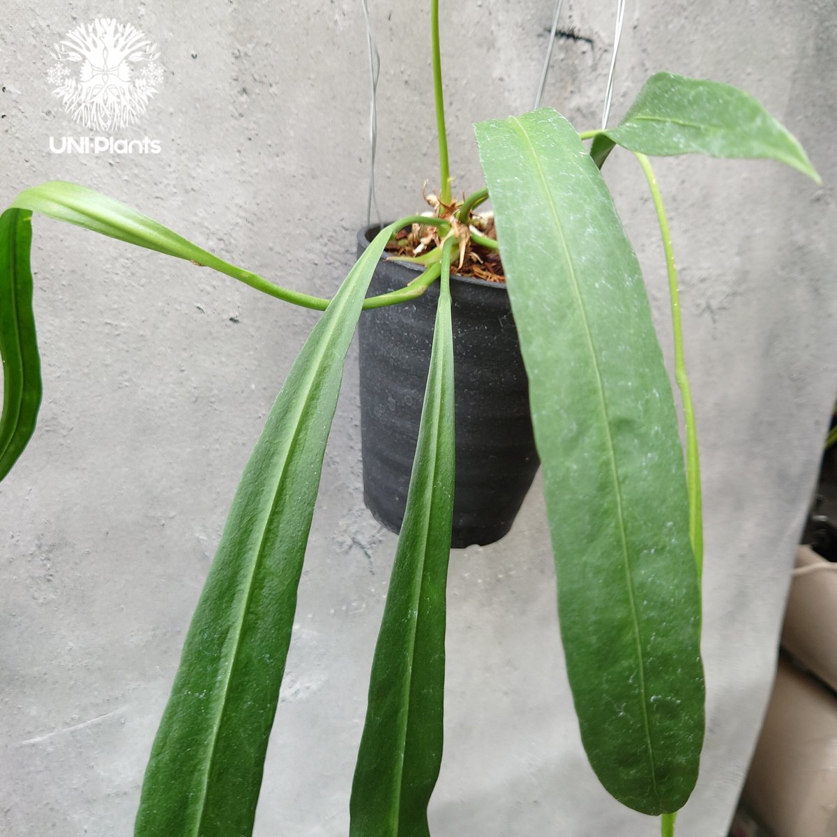アンスリウム ビッタリフォリウム Anthurium Vittarifolium アンスリウ