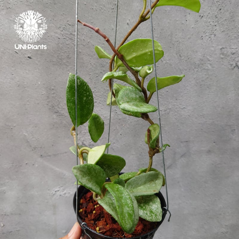 Hoya Carnosa Nova Ghost ホヤ カルノーサ ノバ ゴースト ホヤ 希少