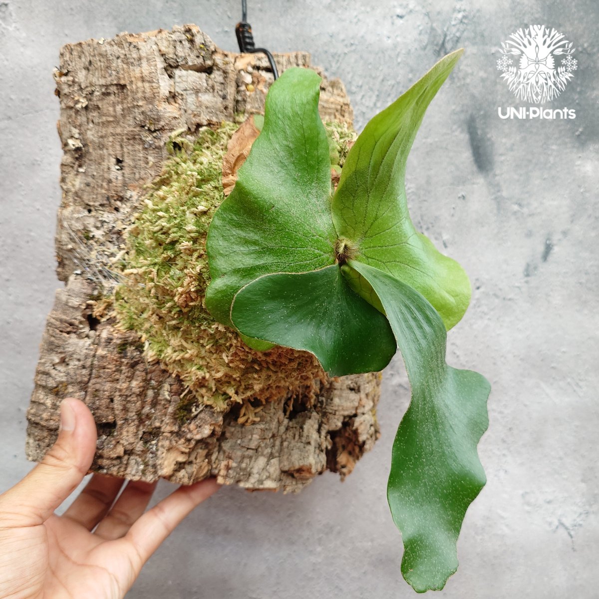 ビカクシダ エレファントティス Platycerium elephantotis ビカクシダ原