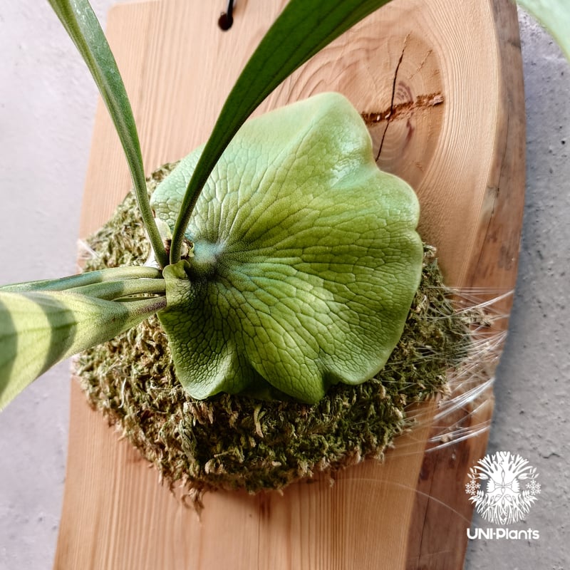 Platycerium Moose(P.hillii × P.alcicorne) ビカクシダ