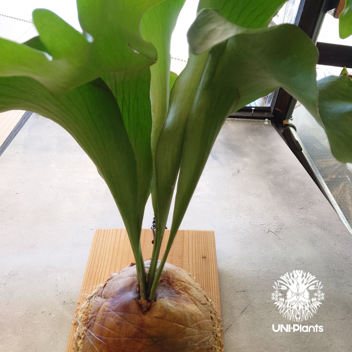 特大サイズ トゲトゲ良型亀甲竜 鉢付き 現品限り】アフリカ亀甲