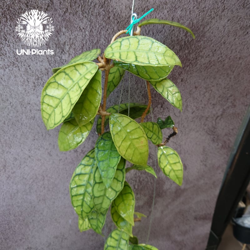 花座付き! Hoya Callistophylla short leaves ホヤ カリストフ