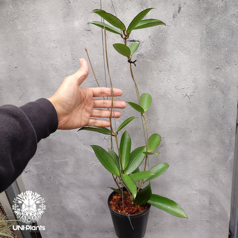 限定1株入荷 Hoya New hybrid Erythina x unknown ホヤ植物