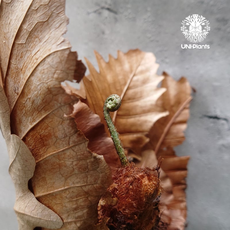 Drynaria quercifolia ドリナリア　コルク棒　シダ植物 Drynaria quercifolia ドリナリア コルク棒 シダ植物