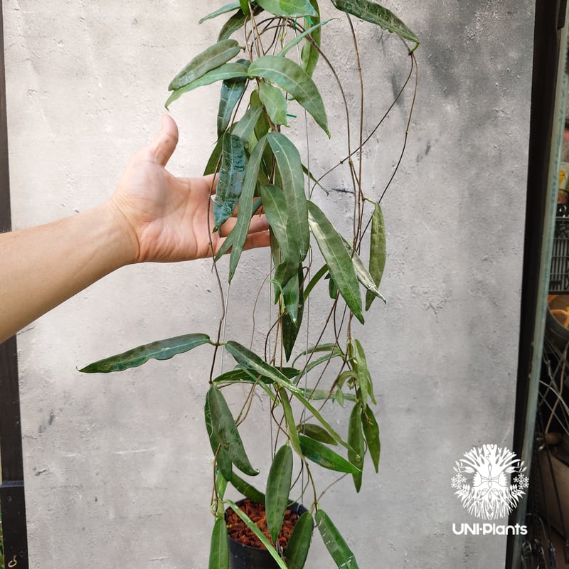 Hoya Hypolasia ホヤ ヒポラシア ホヤ植物 ホヤの花 希少な植物 Hoyapla