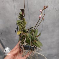 Doritis pulcherrima 'Dwarf' ドリティス プルチェリマ ドワーフ 着生蘭 着生ラン 蘭の花 Orchid 着生植物