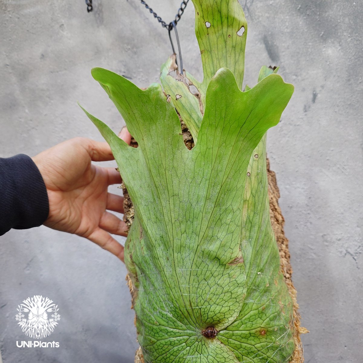 Platycerium wandae wild ビカクシダ ワンダエ ワイルド株 ビカクシダ