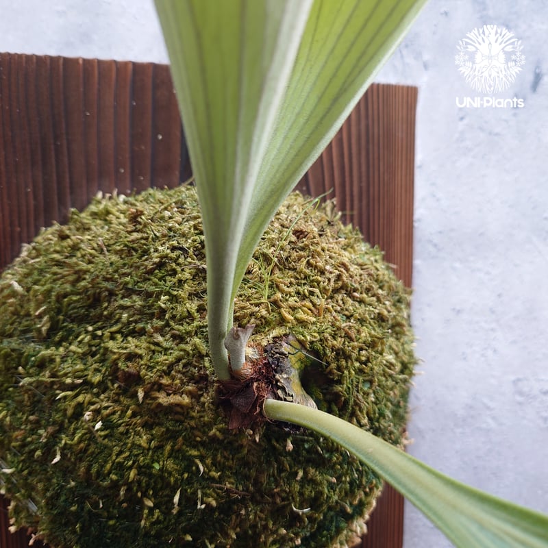 Platycerium alcicorne var.Madagascar ビカクシダ アルシコ