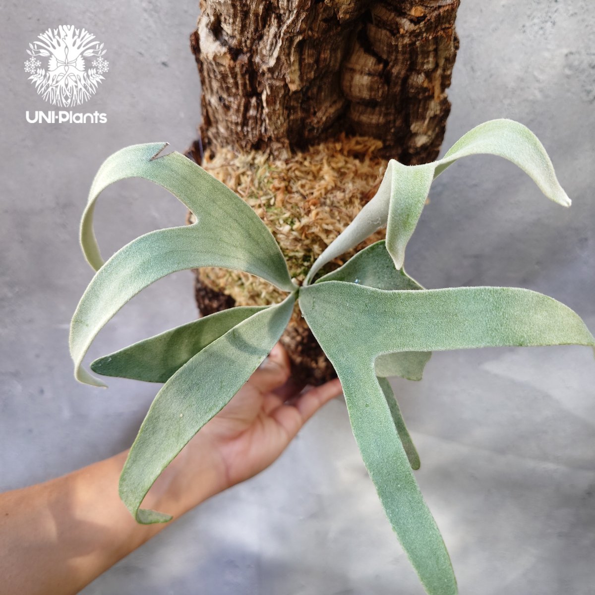 ビカクシダ ベイチー Patycerium veitchii コウモリラン ビカクシダ