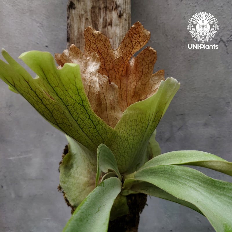 ビカクシダ　ウィーリンキ　バリ ビカクシダ ウィリンキー バリ | GREEN LUCK