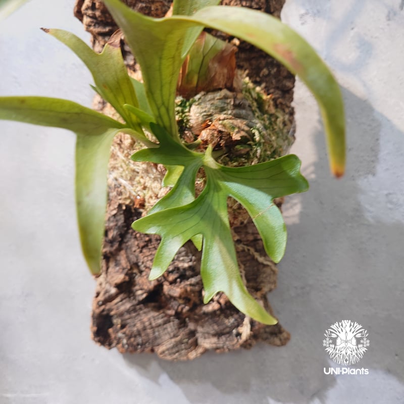 タイ直輸入・現地選抜】Platycerium coronarium 'Dragon Tree