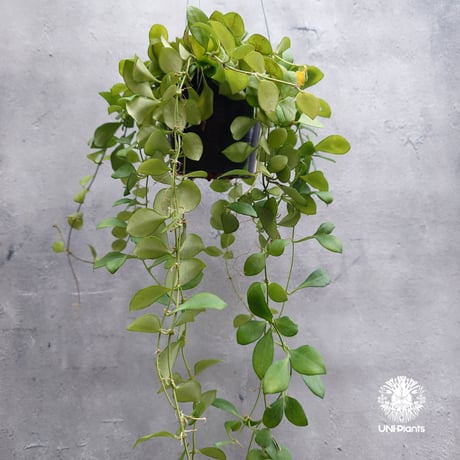 【タイ直輸入】ホヤ ヘウスケリアナ ピンク｜珍品・着生植物・つる性植物｜Hoya Heuschkeliana pink