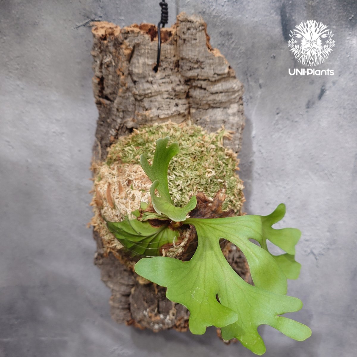 ビカクシダ リドレイ ワイドフォーム Platycerium ridleyi wide