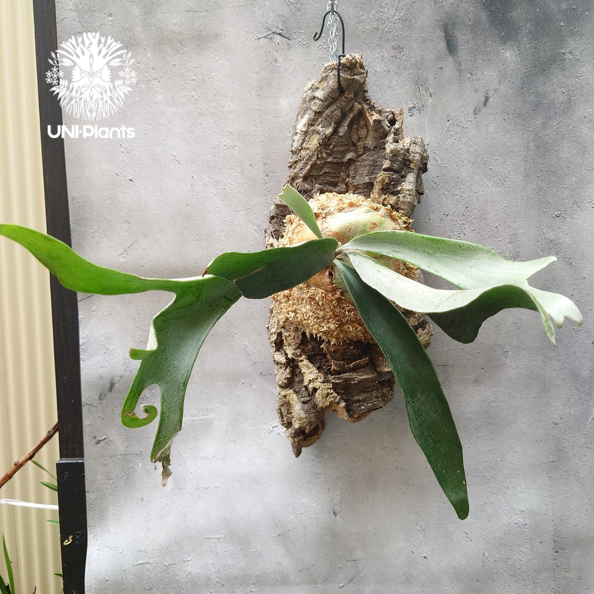 初入荷!ビカクシダ ベイチー シルバーフロンド Patycerium veitchii cv