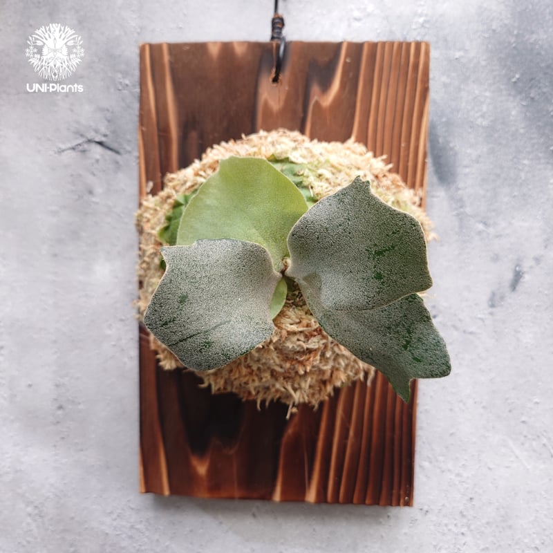 Platycerium willinckii wild cat(spore) ビカクシダ ウィ