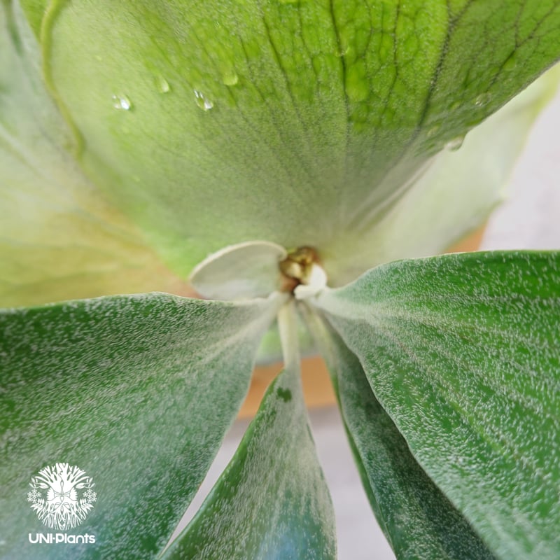 ビカクシダ ヒリー パナマ Platycerium hillii Panama ビカクシダヒリ