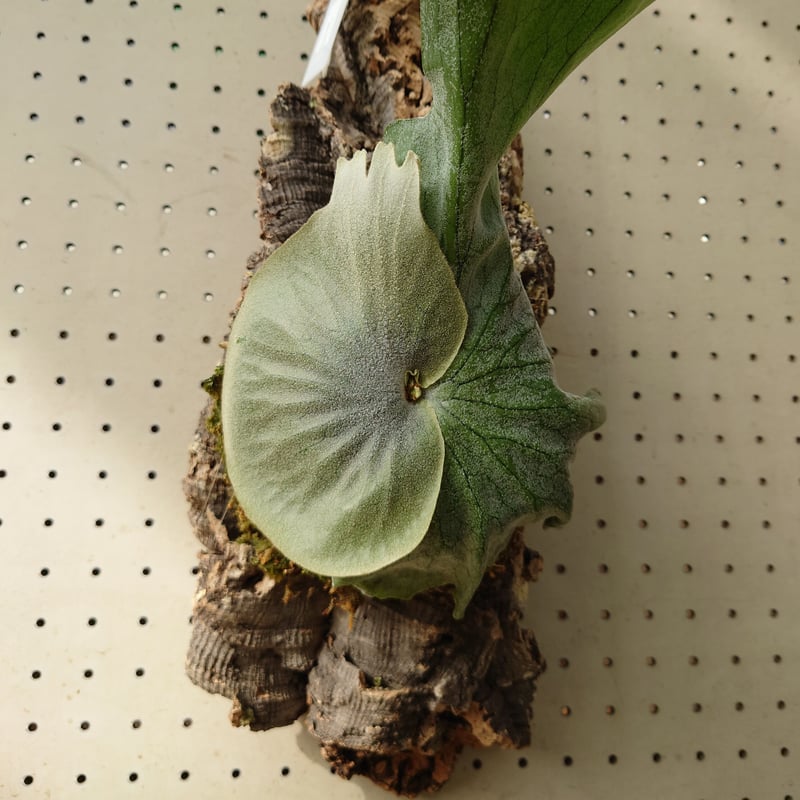 ビカクシダ グランデ Platycerium grande コウモリラン ビカクシダ グランデ Platycerium grande コウモリラン