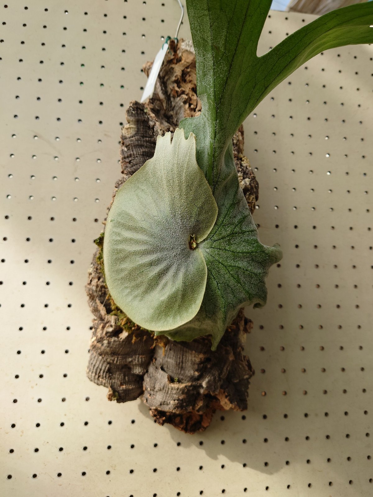 値下げ！ビカクシダ グランデ ビカクシダ グランデ Platycerium grande コウモリラン