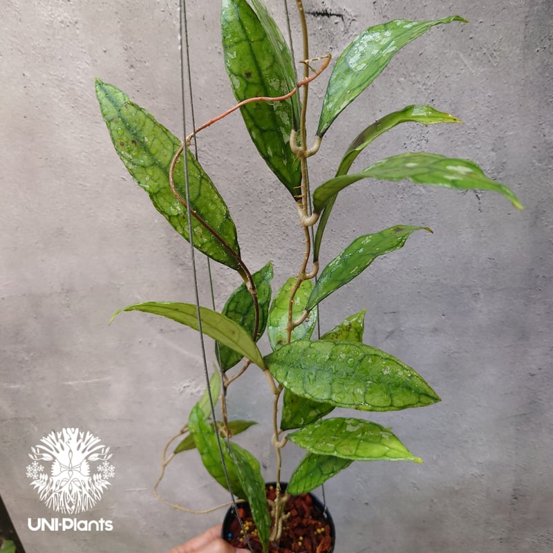 Hoya finlaysonii black leaves splash 希少 ホヤ フィレン
