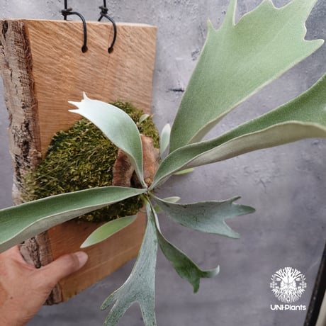 ビカクシダ ビーチー Amazon.co.jp: ノーブランド品 ビカクシダ ヴィーチー 2.5～3号