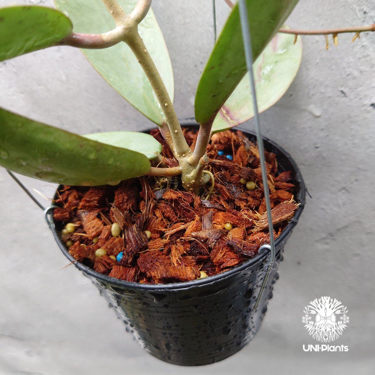 Hoya Silver dollar ホヤ シルバー ダラー ホヤ 希少 ホヤ植物 Hoya Silver dollar ホヤ シルバー ダラー ホヤ 希少 ホヤ植物