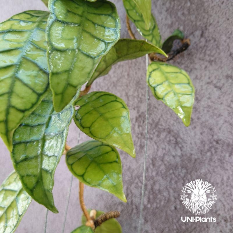 花座付き! Hoya Callistophylla short leaves ホヤ カリストフ
