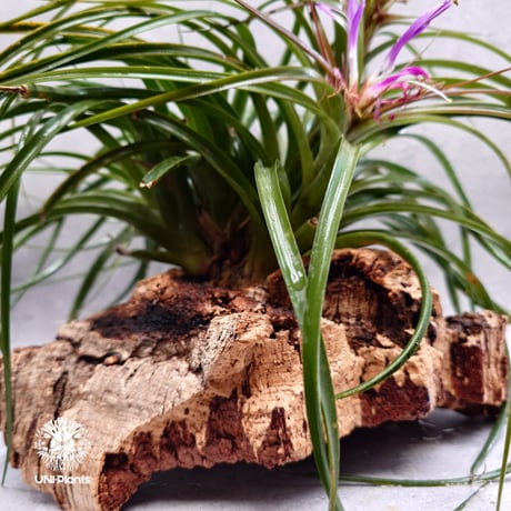 Tillandsia brachycaulos x concolor チランジア・ブラキカウロス×コンコロール Tillandsia エアープランツ エアプランツ ティランジア 着生コルクアレンジ