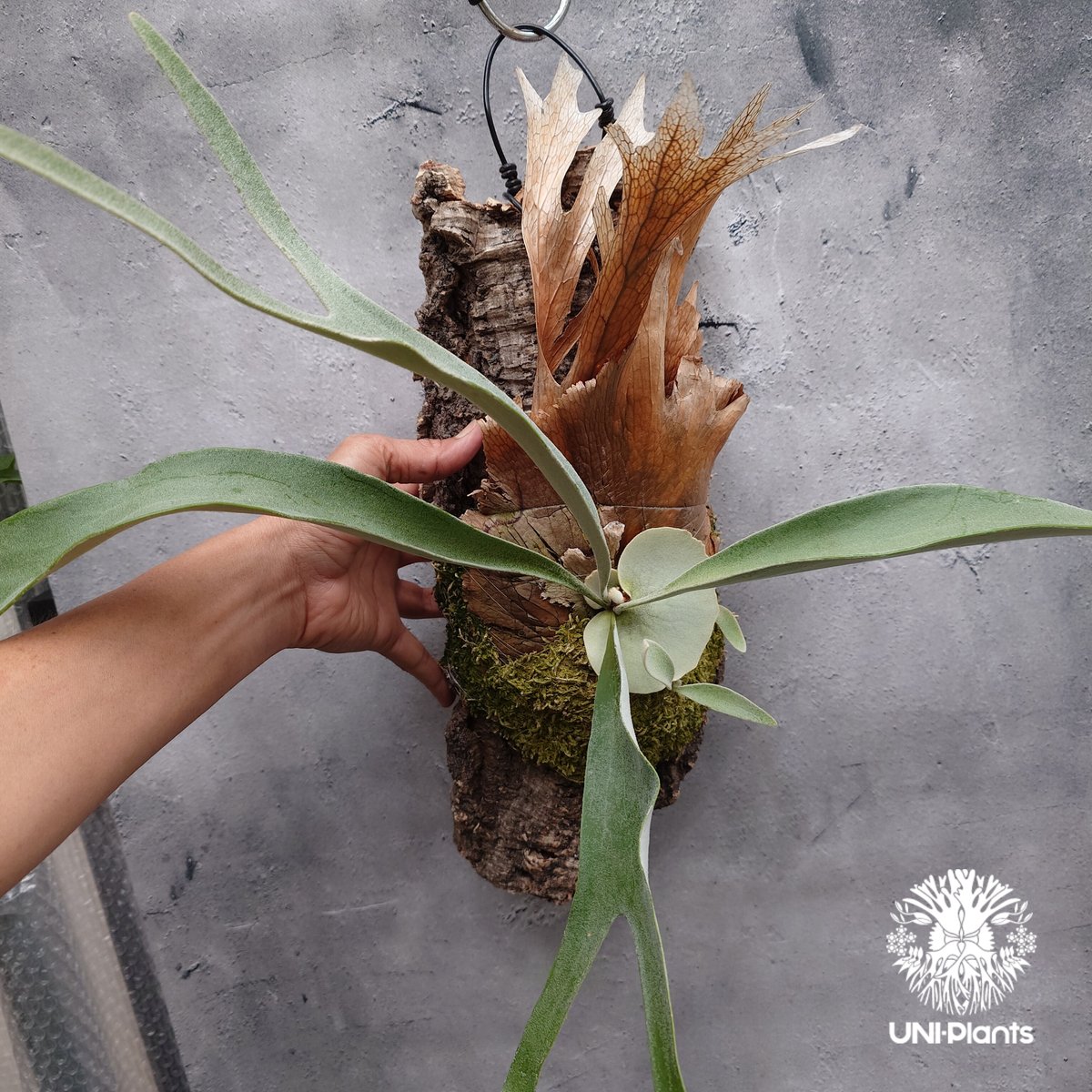 ビカクシダ ベイチー(子株) Platycerium veitchii(pup) コウモリラン