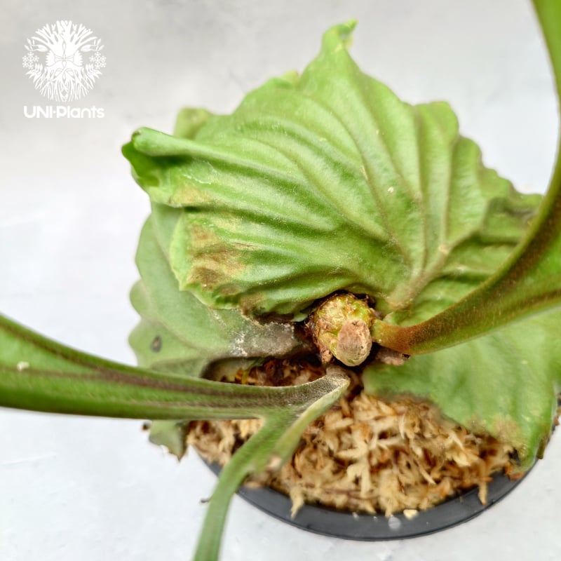 ビカクシダ リドレイ Platycerium Ridleyi コウモリラン