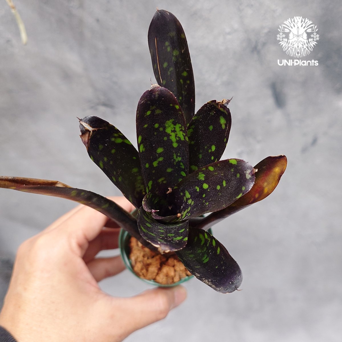 Neoregelia Nosferatu ネオレゲリア ノスフェラトゥ Neoregelia