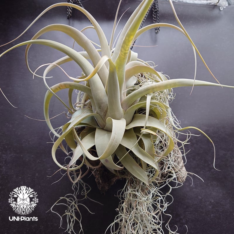 Tillandsia xerographica チランジア・キセログラフィカ インテリア