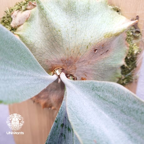 Platycerium Saikeaw(P.andinum x P.willinckii) ビカクシダ サイコー サイケオ Platycerium ビカクシダ