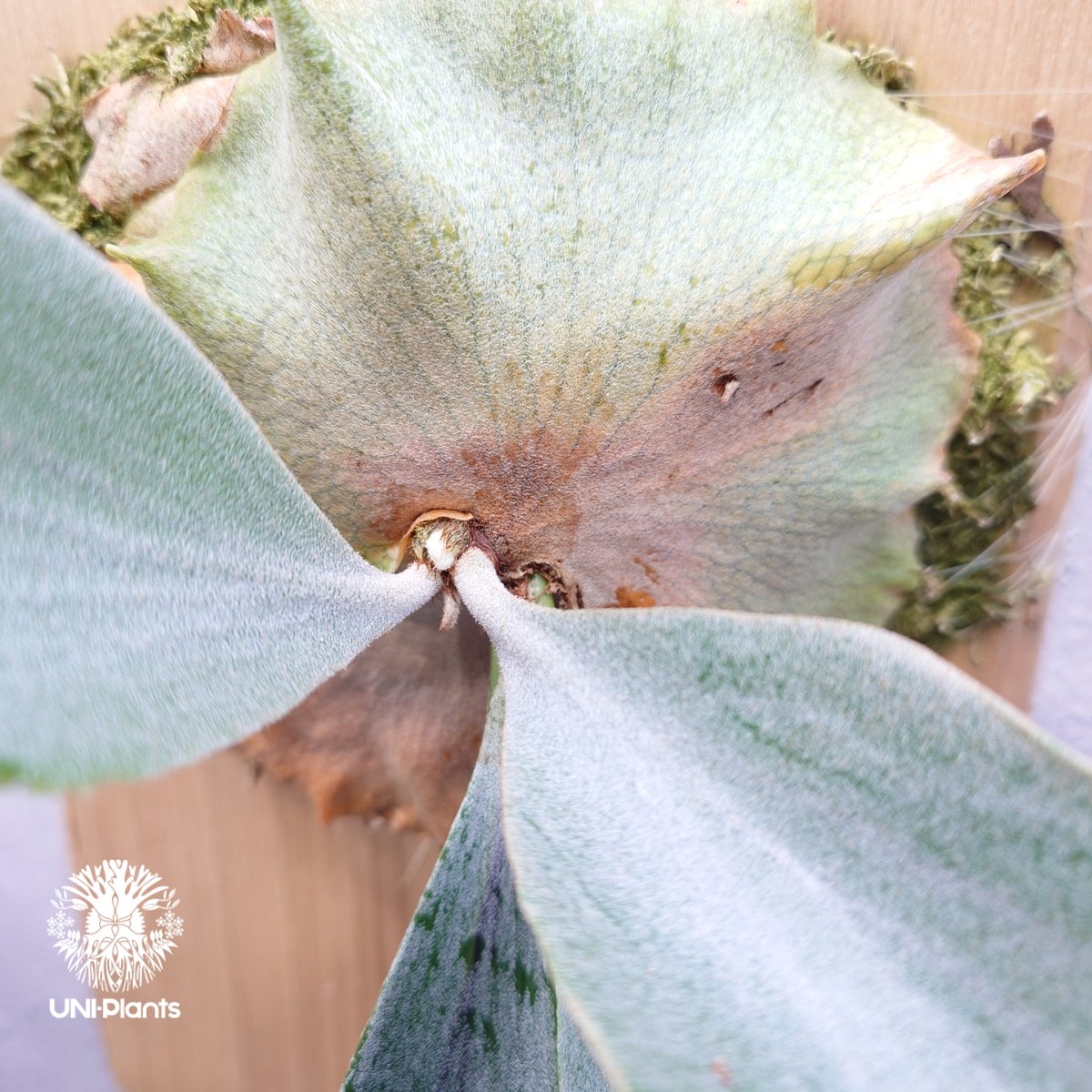 Platycerium Saikeaw(P.andinum x P.willinckii) ビ