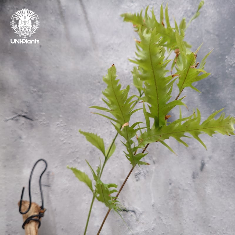 Drynaria rigidula `whitei ドリナリア·リギデュラ'ホワイティ' 流木