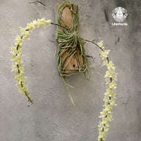 キロスキスタ ビリディフラバ Chiloschista viridiflava 着生植物 珍しい 着生蘭 着生ラン 珍奇植物 インテリア植物 ハンキング植物