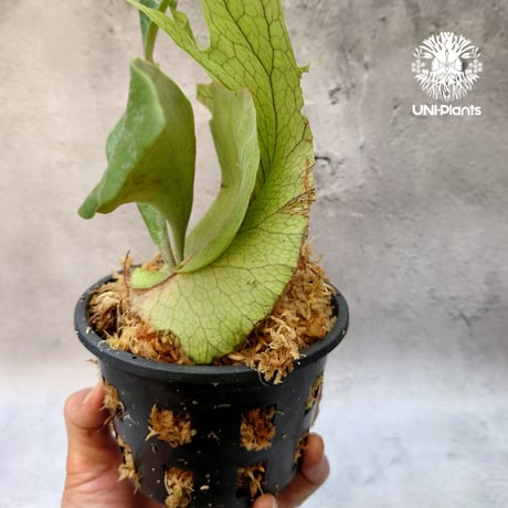 Platycerium willinckii white angel ビカクシダ ウィリンキー ホワイトエンジェル ビカクシダ コウモリラン