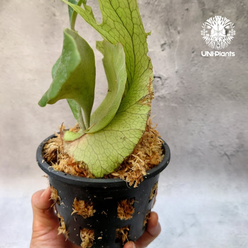 Platycerium willinckii white angel ビカクシダ ウィリンキー