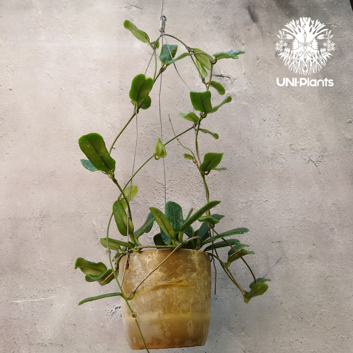 ホヤ ロツンディフォリア Hoya rotundiflora ホヤ植物 Hoya plant