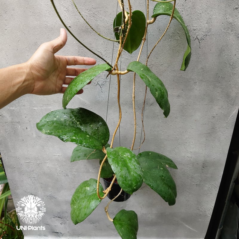 Hoya cv.elephant(AH027) Hoya priktai or Hoya AH