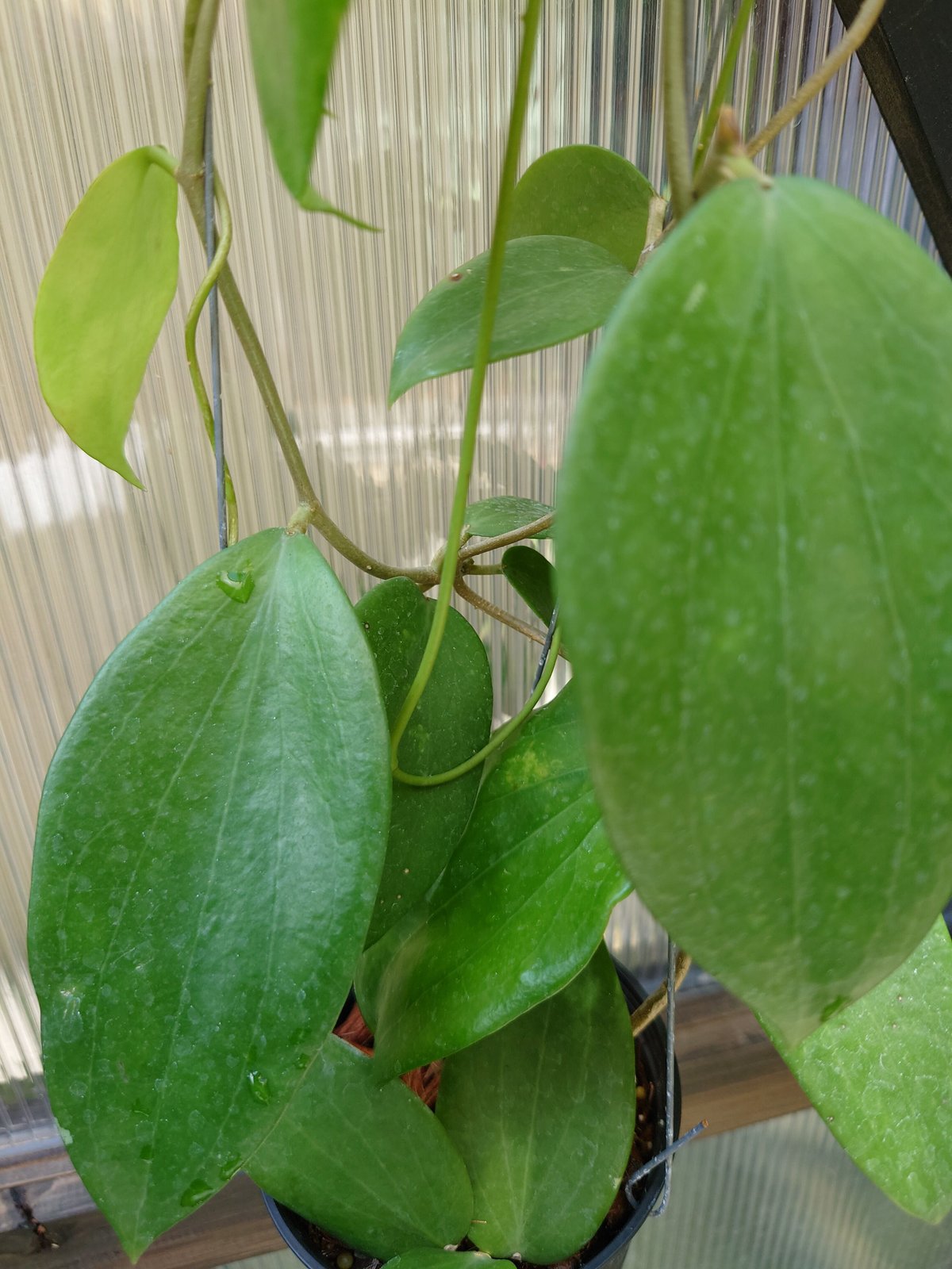 ホヤ アルドリッチ Hoya aldrichii ホヤ植物 サクララン 植物