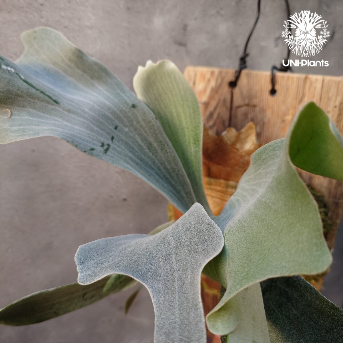 Platycerium willinckii cv.Griffin (pup) ビカクシダ ウ