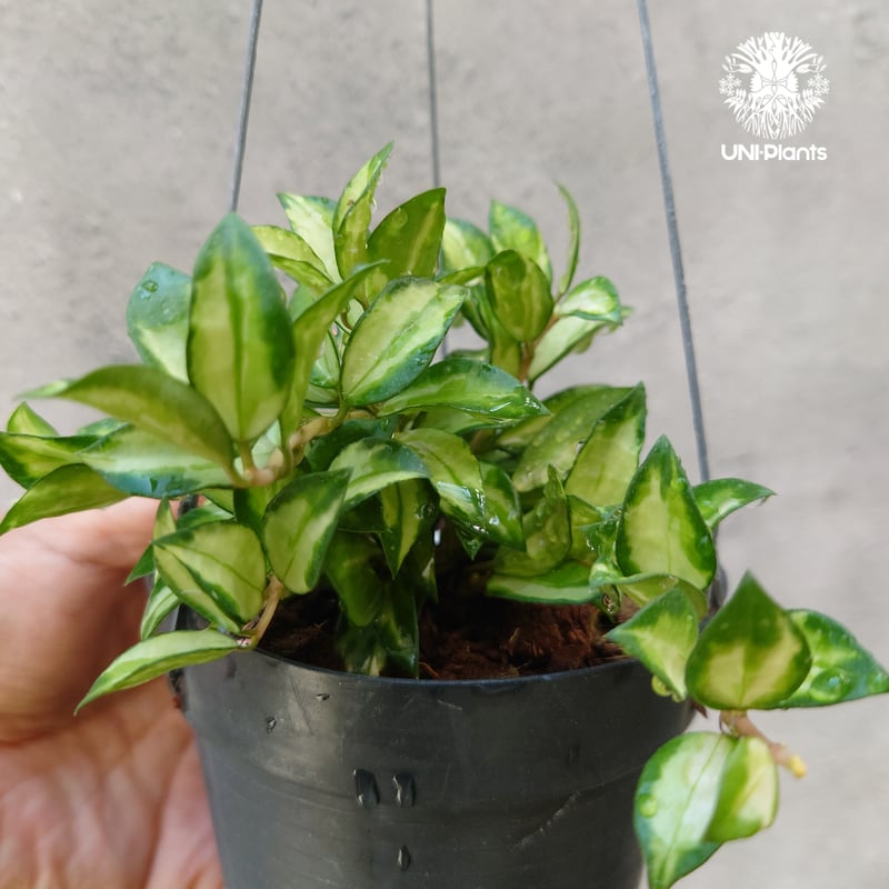 Hoya Lacunosa Bruno ホヤ ラクノーサ ブルーノ 斑入り ホヤ植物 ホヤ