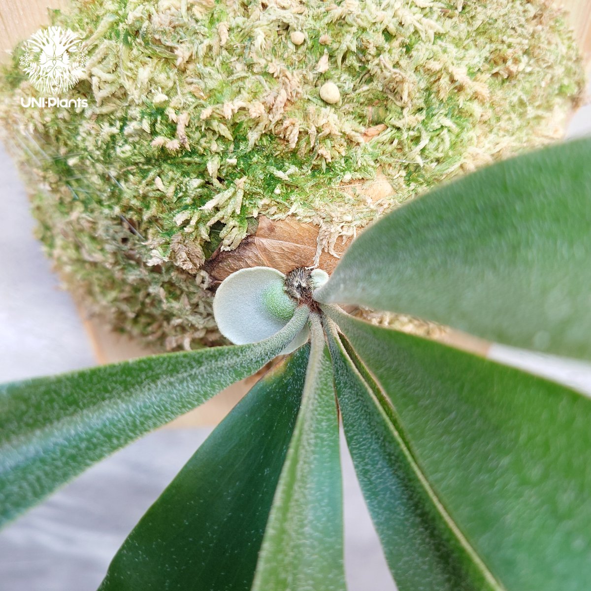 Platycerium Nam Mao(pup) ビカクシダ ナーム マオ(子株) ビカクシダ