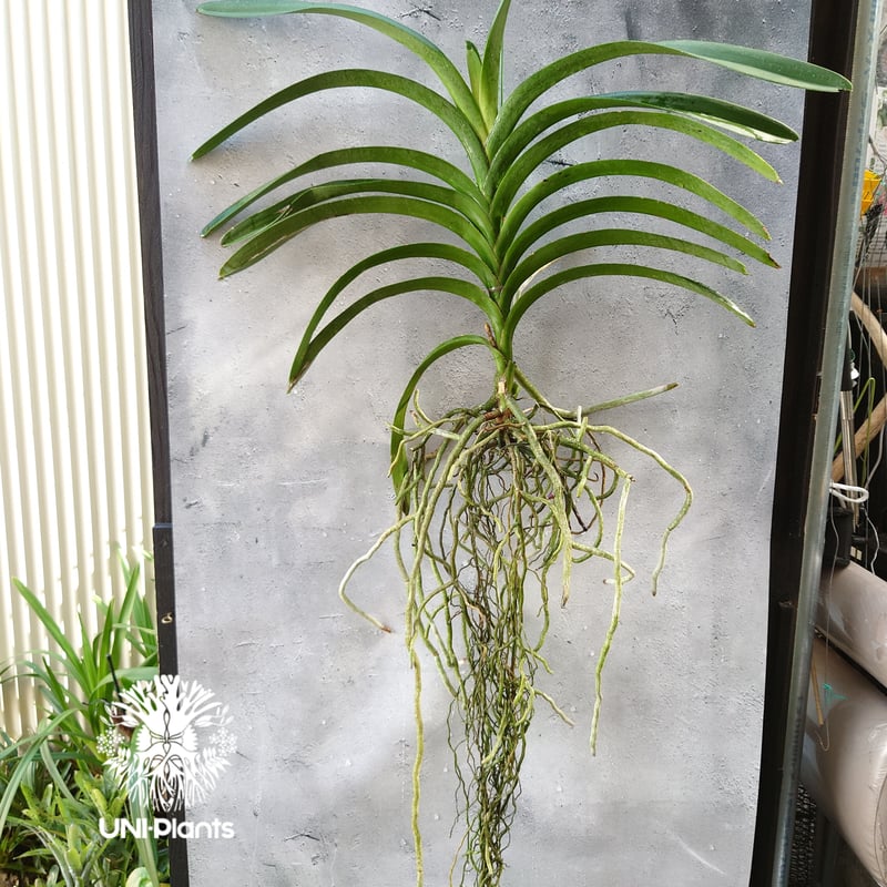 バンダ 洋蘭 Vanda orchid 大株 ラン 蘭 花が綺麗な洋ラン | UNI-Pla