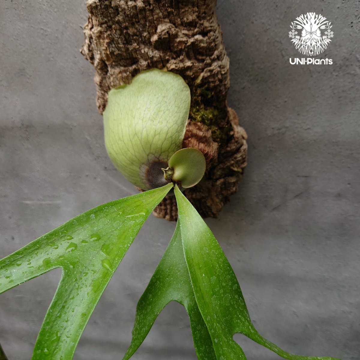 アルシコルネマダガスカル　[選抜]中株 アルシコルネマダガスカル (P. Alcicorne var.Madagascar