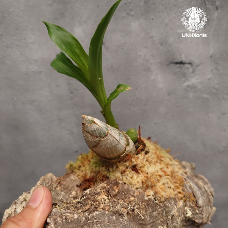 Catasetum Taiwan Yellow Diamond カタセタム タイワンイエローダ