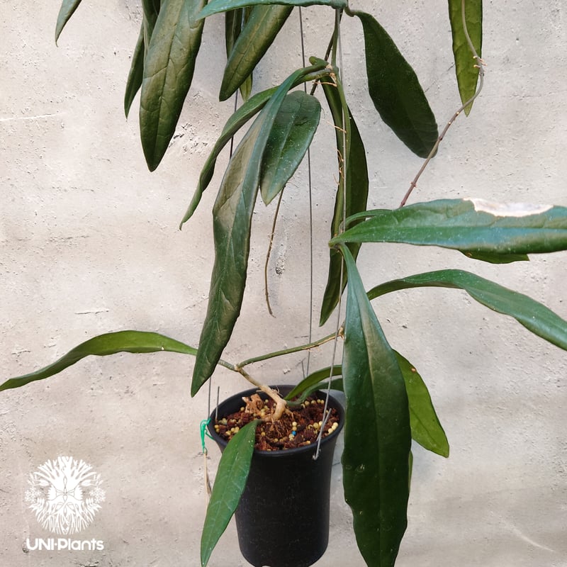 Hoya Sulawesiana ホヤ スラウェシアナ ホヤ植物 Hoya plants 珍し