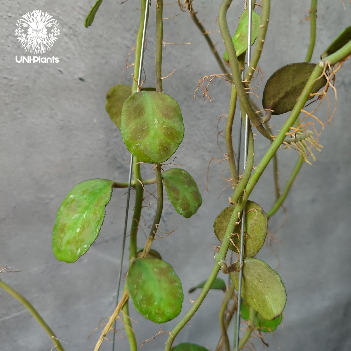 Hoya Waymaniae Malaysia ホヤ ウェイマニアエ マレーシア ホヤ植物 ホ...