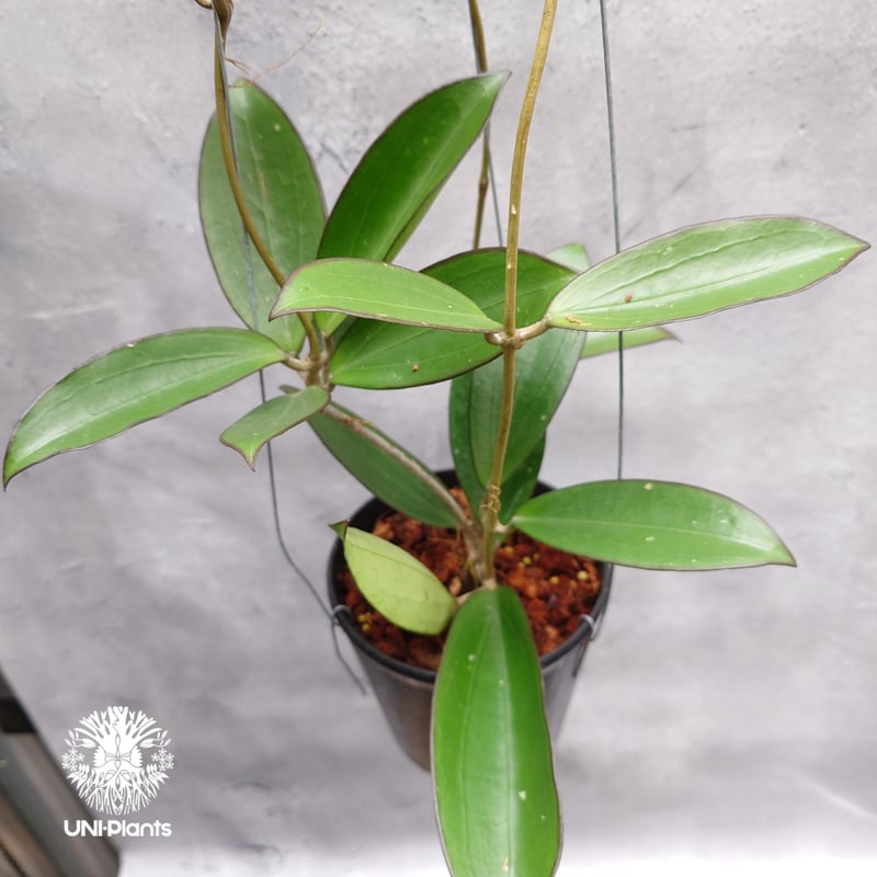 ananさん専用 ＊ Hoya ＊ ホヤ ＊ inflata ホヤ インフラータ「Hoya