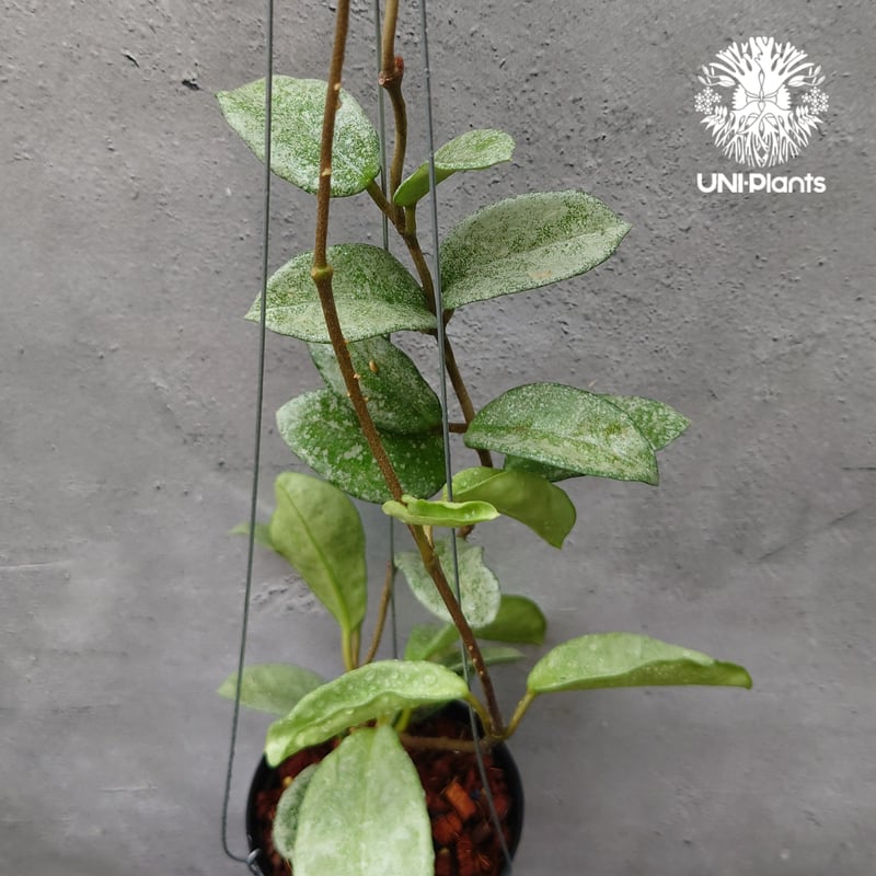 Hoya Carnosa Nova Ghost ホヤ カルノーサ ノバ ゴースト ホヤ 希少